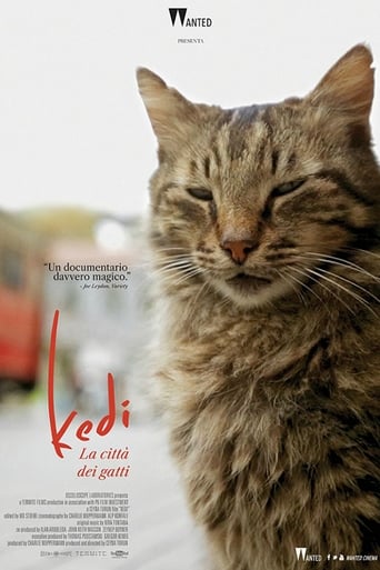 Kedi - La città dei gatti streaming in alta definizione